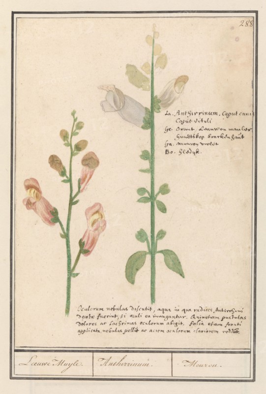 Snapdragon (Antirrhinum), 1596-1610. Creators: Anselmus de Boodt, Elias Verhulst.