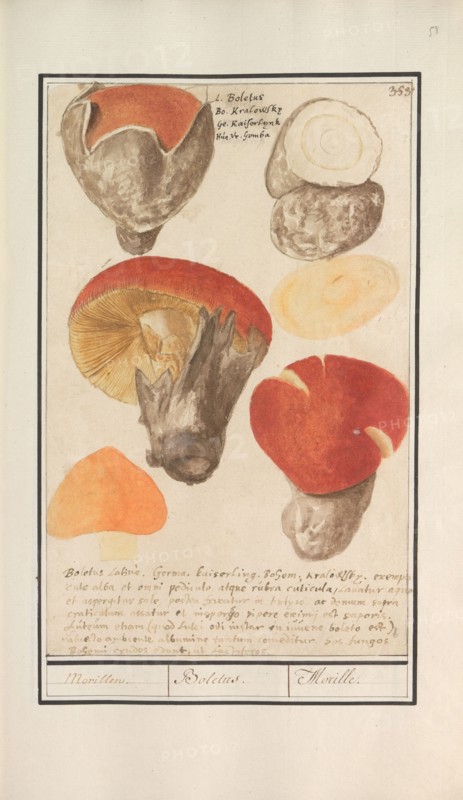 Boletes (Boletales), 1596-1610. Creators: Anselmus de Boodt, Elias Verhulst.