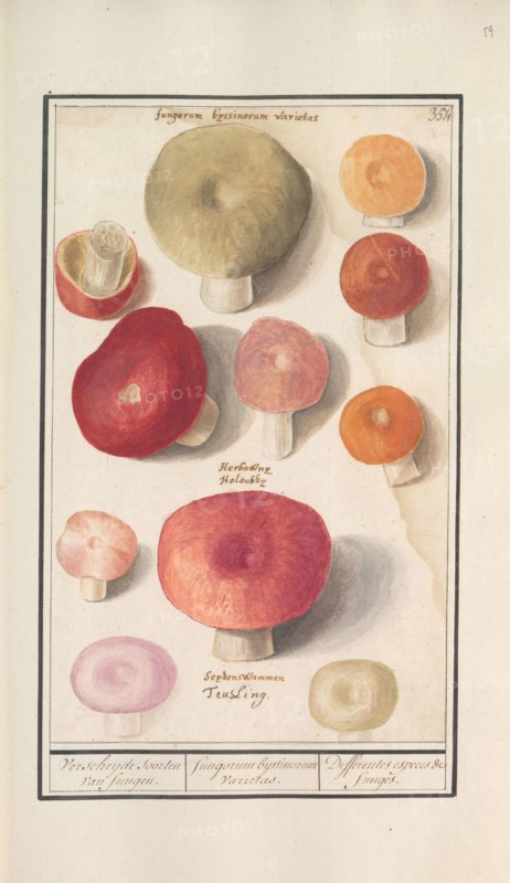 Boletes (Boletales), 1596-1610. Creators: Anselmus de Boodt, Elias Verhulst.