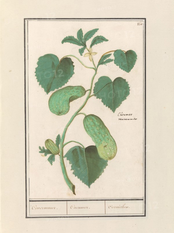 Cucumber (Cucumis sativus), 1596-1610. Creators: Anselmus de Boodt, Elias Verhulst.
