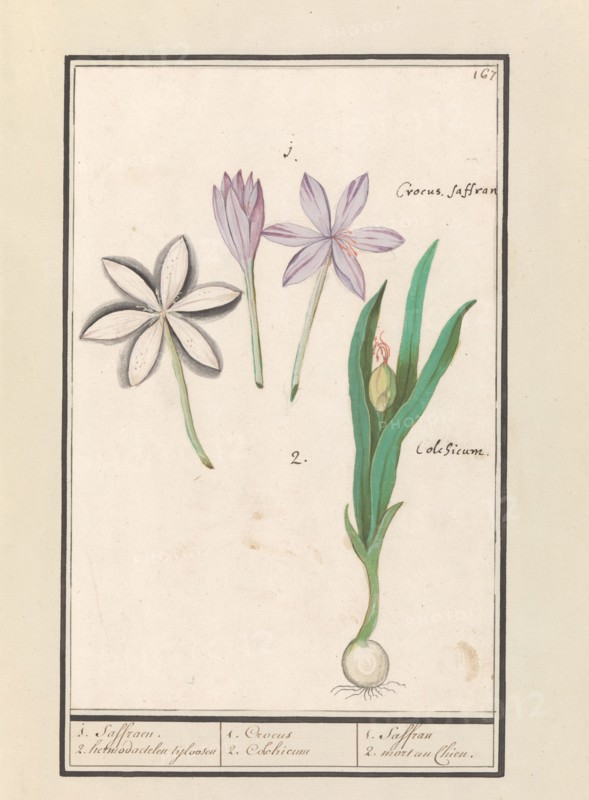 Autumn crocus (Colchicum autumnale), 1596-1610. Creators: Anselmus de Boodt, Elias Verhulst.