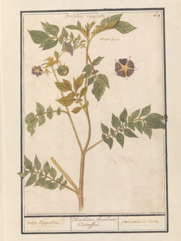 Potato (Solanum Tuberosum), 1596-1610. Creators: Anselmus de Boodt, Elias Verhulst.
