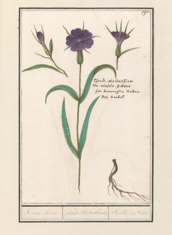Bolderik (AgroStemma Gitage), 1596-1610. Creators: Anselmus de Boodt, Elias Verhulst.