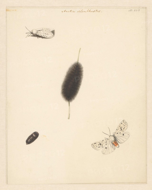 Study sheet with caterpillar, cocoon and moth with spread wings of the Aretia Menthaastri, 1848. Creator: Albertus Steenbergen.