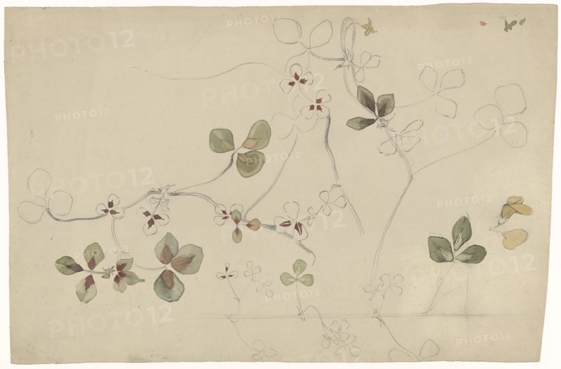 Study of butterfly flower, 1869-1925. Creator: Antoon Derkinderen.