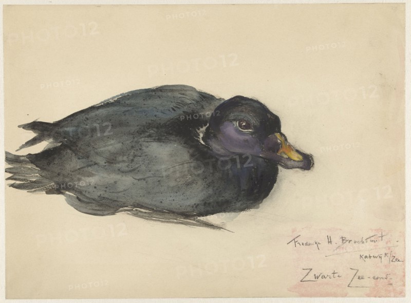 Black scoter, 1885-1931. Creator: Frederika Henriëtte Broeksmit.