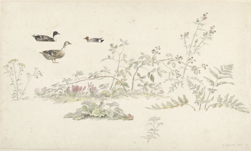 Study sheet with plants and water birds, 1806. Creator: Josephus Augustus Knip.