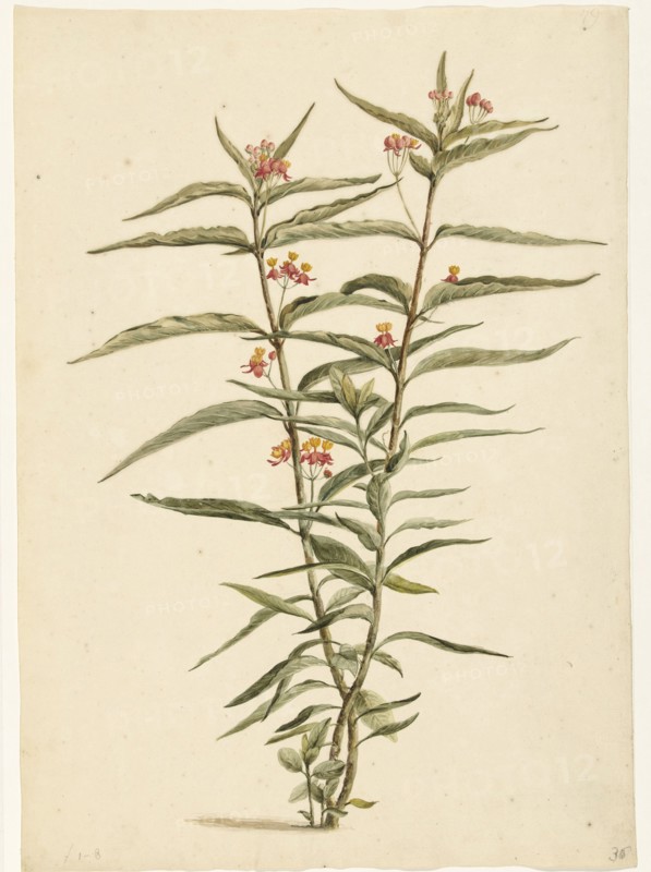 Flowering Frederiksbloem (Asclepias Curassavica), 1668-1729. Creator: Vincent Laurentz van der Vinne I.