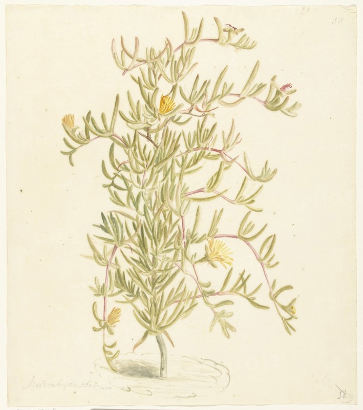 Flowering Mesembryanthemum from the Aizoaceae family, 1668-1729. Creator: Vincent Laurentz van der Vinne I.