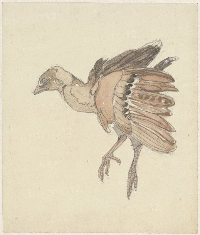 Dead bird (partridge?), 1873-1917. Creator: Theo van Hoytema.
