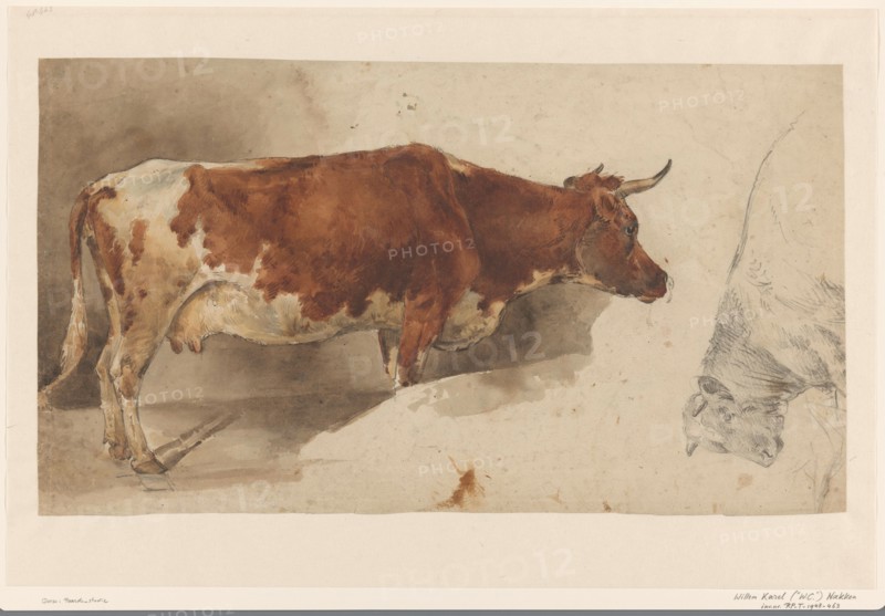 Standing cow, to the right, and sketch of a cow, 1845-1926. Creator: Willem Carel Nakken.