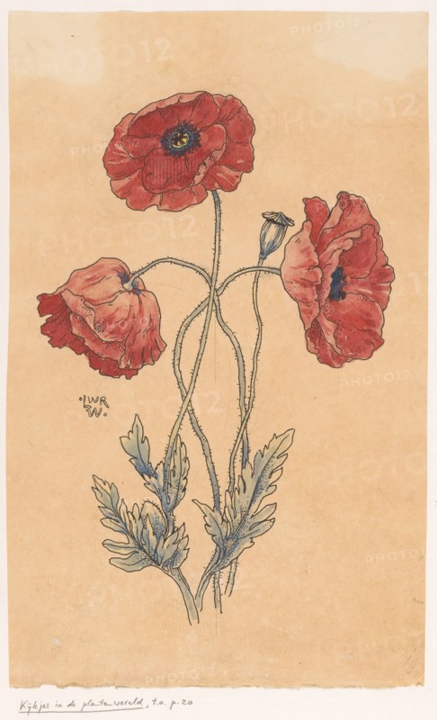 Poppy, in or before 1893. Creator: Willem Wenckebach.