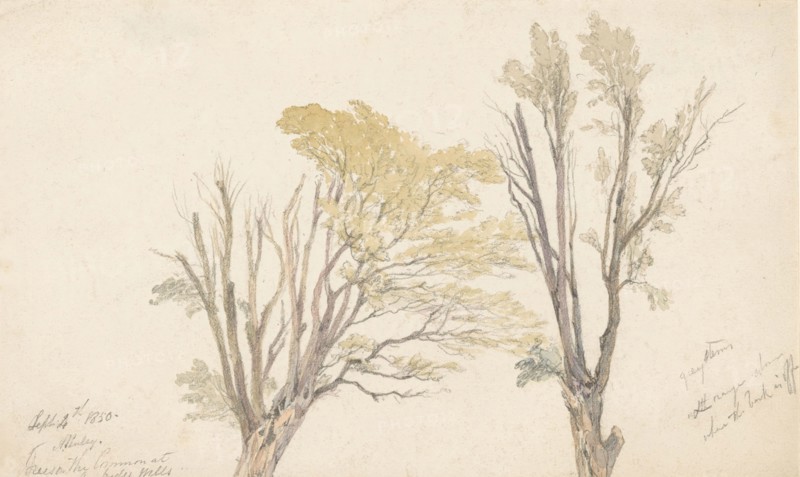 Two tree studies, 1850. Creator: Edwin Aaron Penley.