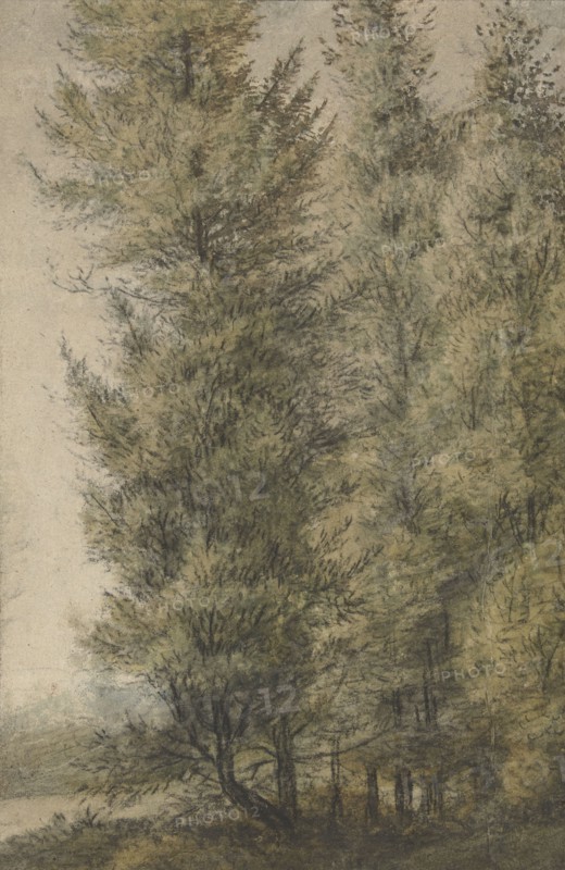 Tall pines on the edge of a forest, 1619-1690. Creator: Anthonie Waterloo.