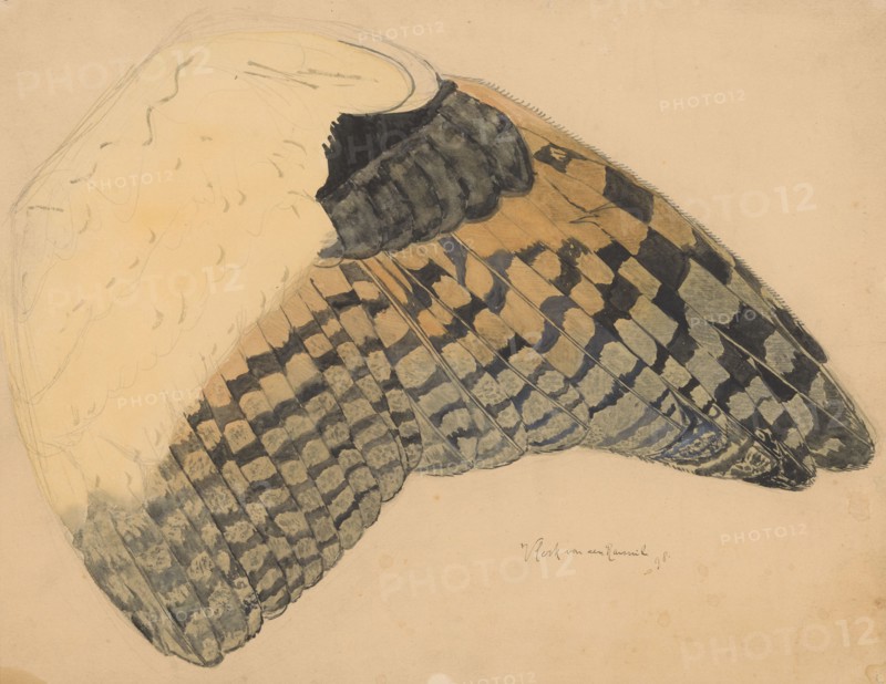 Wing of a long-eared owl, 1898. Creator: Balthasar Meisner.