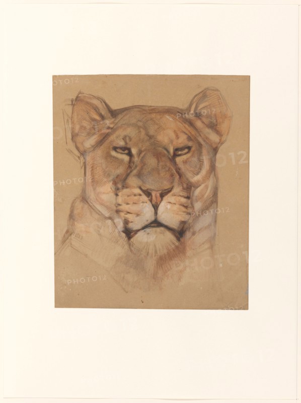 Head of a lioness, 1866-1939. Creator: Bernard Willem Wierink.