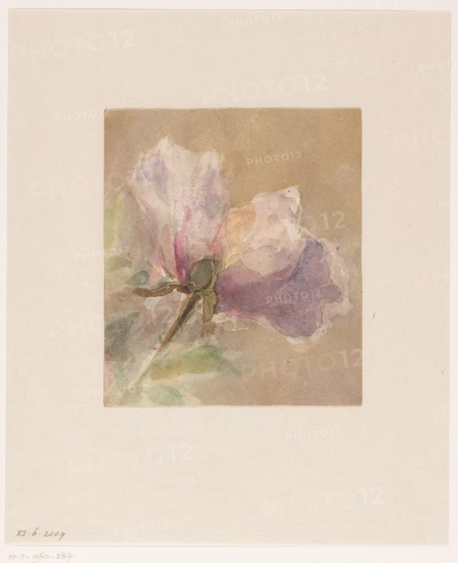 Withered rose, 1851-1924. Creator: Carel Nicolaas Storm.