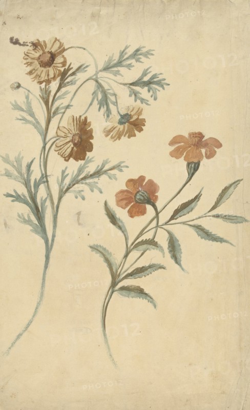 Flower study of a red and a brown flower, 1677-1755. Creator: Elias van Nijmegen.