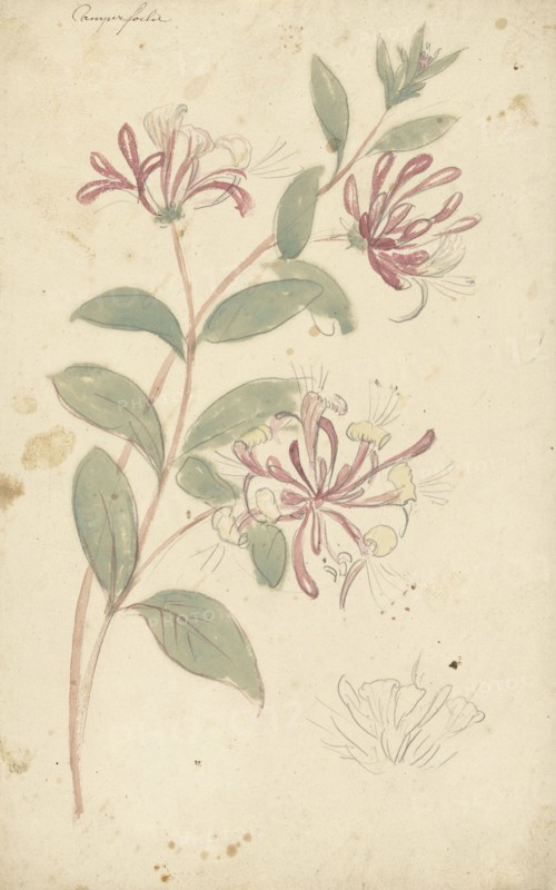 Honeysuckle, 1677-1755. Creator: Elias van Nijmegen.