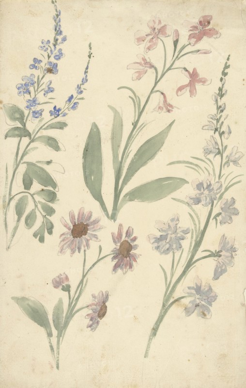 Four studies of pink and blue flowers, 1677-1755. Creator: Elias van Nijmegen.