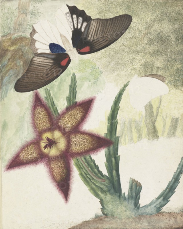 Two butterflies and a five-petalled yellow-purple flower, 1774-1842. Creator: Hermanus de Wit.