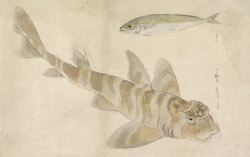 Two fish: gurnard and herring, 1836. Creator: Ishikawa Kazan.