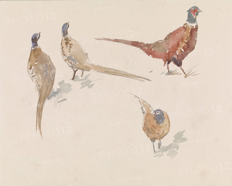 Four pheasants, 1864-1936. Creator: Johannes Cornelis van Essen.