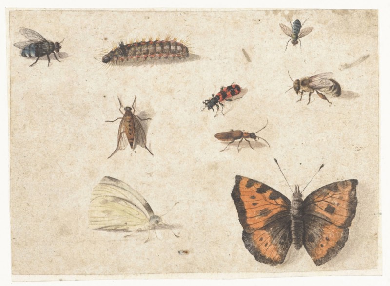 Sheet of Studies of Nine Insects, c.1653-c.1661. Creator: Jan van Kessel.