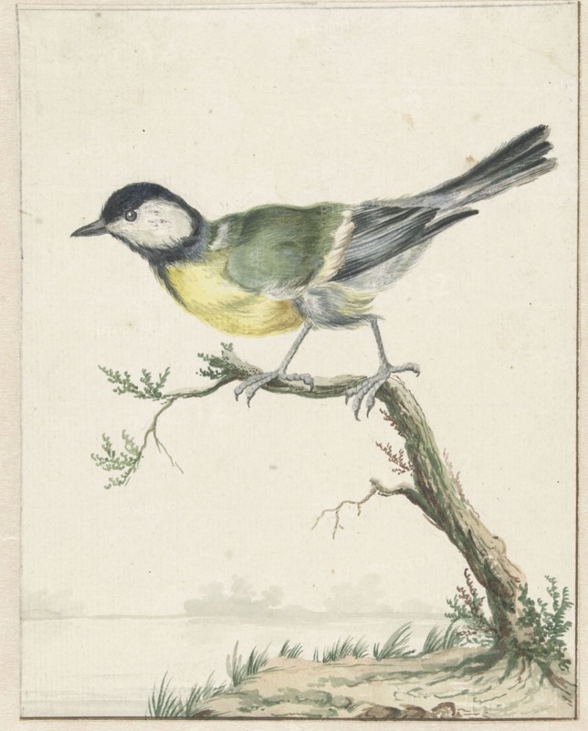 Coal tit, 1650-1719. Creator: Jan Weenix.