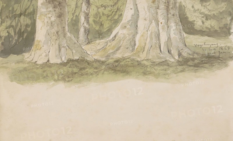 Tree trunks, 1868. Creator: Johannes Tavenraat.