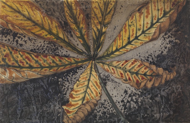 Chestnut leaf, 1887-1924. Creator: Julie de Graag.