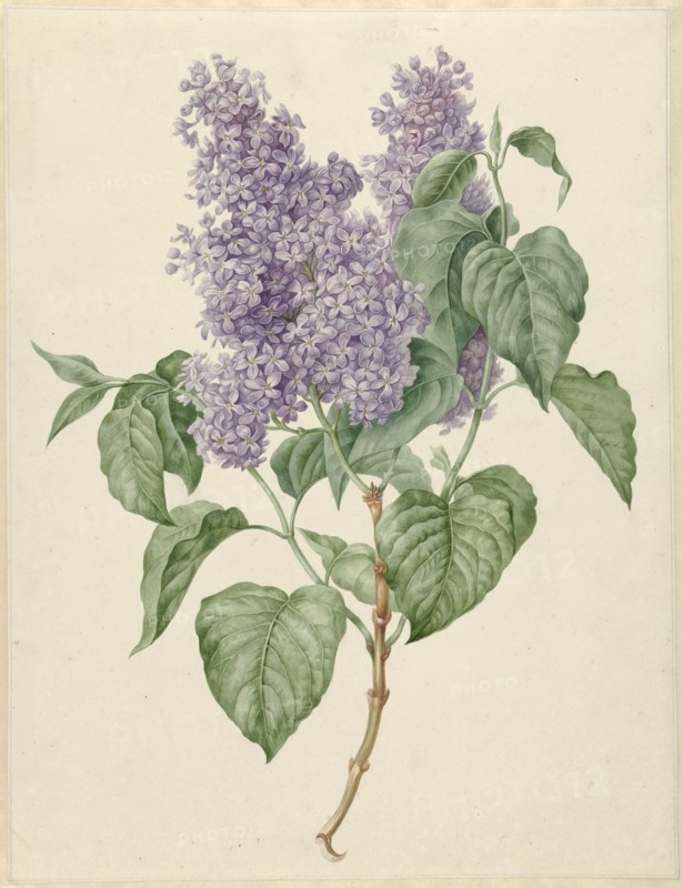 Branch with purple lilacs, 1786-1838. Creator: Maria Geertruida Snabilie.