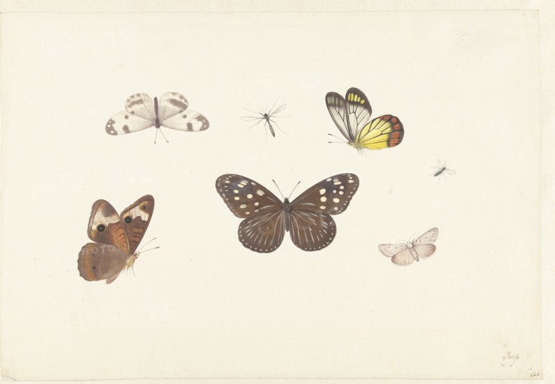 Sheet with five butterflies and two flies, c.1674-c.1692. Creator: Pieter Withoos.