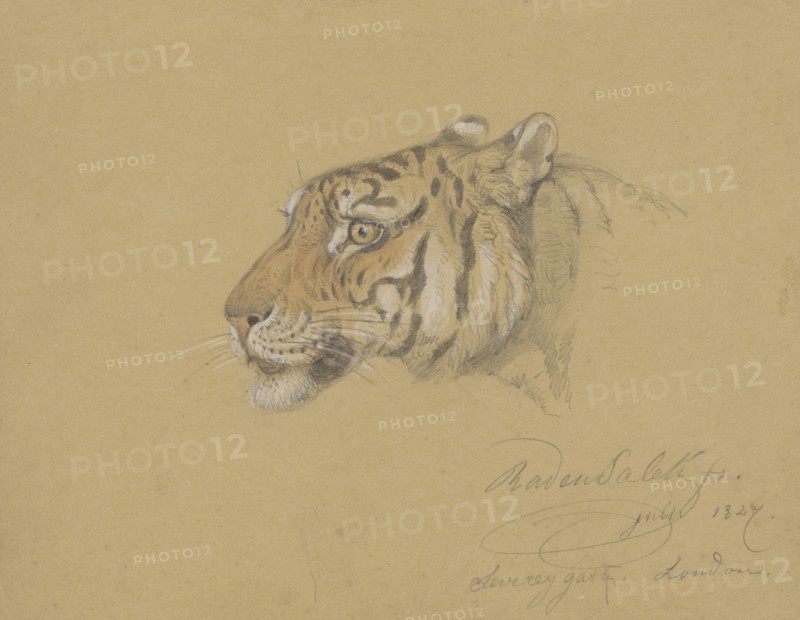 Head of a Tiger, 1847. Creator: Raden Saleh.