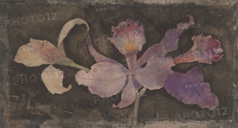 Purple orchid, 1876-1951. Creator: Theodorus Willem Nieuwenhuis.