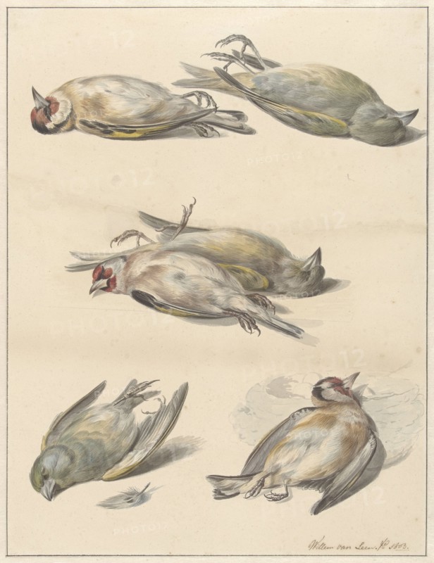 Six dead birds, 1803. Creator: Willem van Leen.