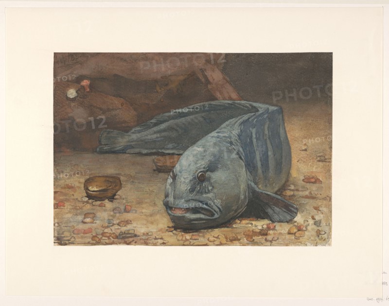 Wolffish at the bottom of an aquarium, 1883. Creator: Willem Witsen.