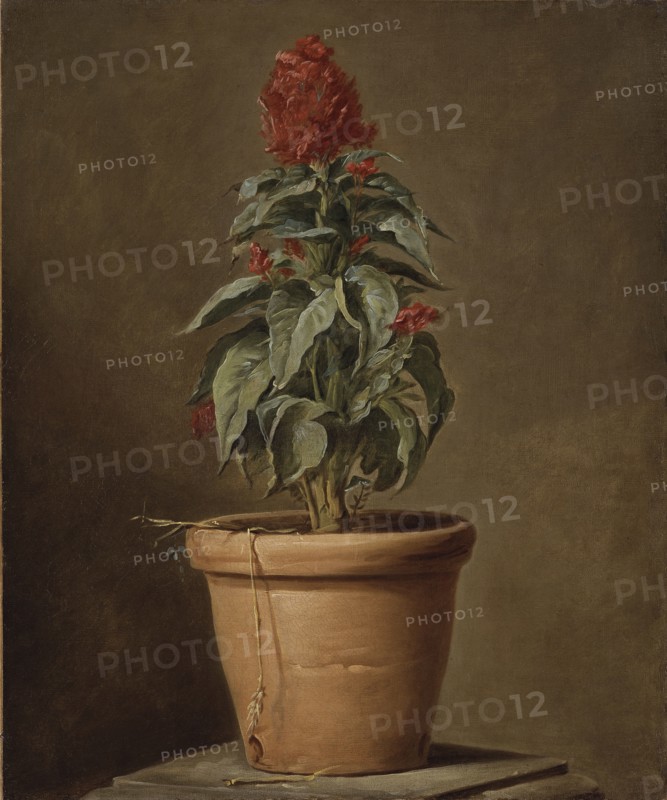 A Potted Plant, mid-late 18th century. Creator: Henri Horace Roland de la Porte.
