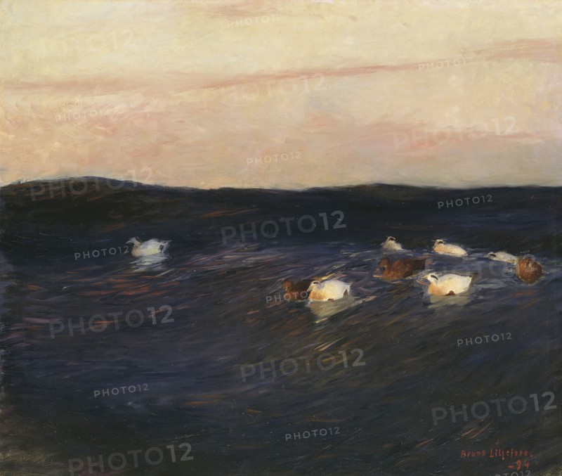 Eider Ducks, 1894. Creator: Bruno Liljefors.