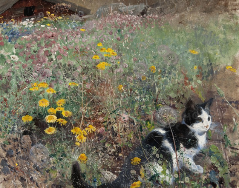 Cat on a flowery meadow, 1887. Creator: Bruno Liljefors.
