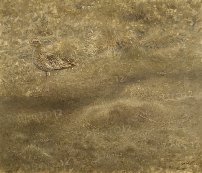 Eurasian Curlew, 1907. Creator: Bruno Liljefors.