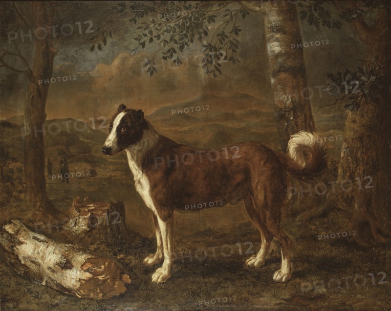 Dog and a Birch Log. Creator: Govert Dircksz Camphuysen.