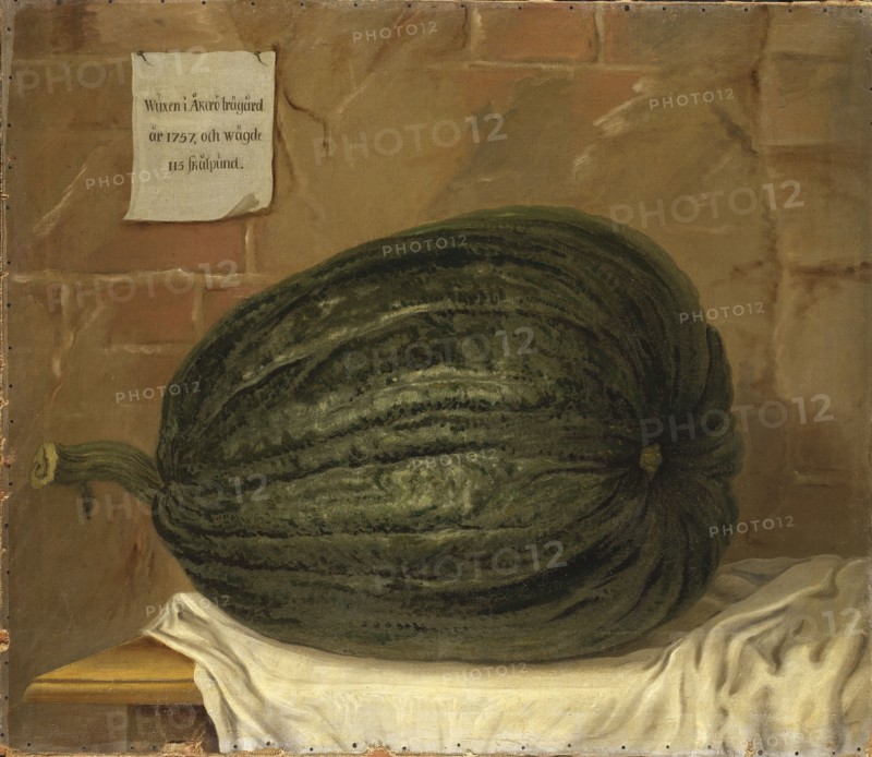 A huge pumpkin, 18th century. Creator: Olof Fredsberg.