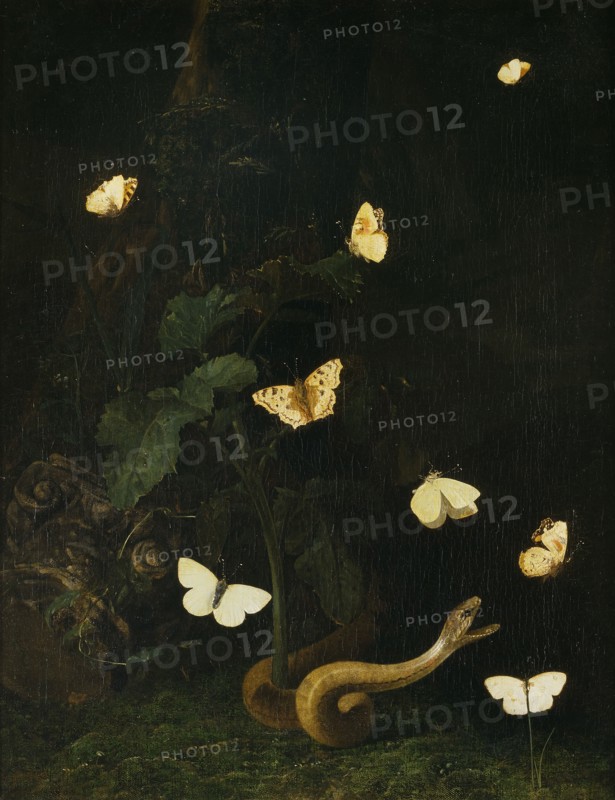 Herbs, Butterflies and a Serpent. Creator: Christian Jansz Striep.