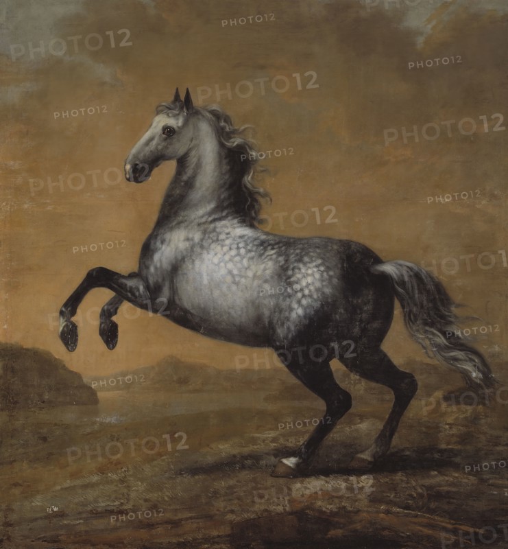 Karl XI's favourite horse The Little Englishman, between c.1680 and c.1689. Creator: David Klocker Ehrenstrahl.