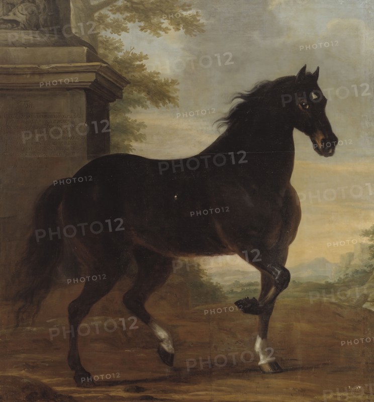 Charles XI's favourite horse Tott, 1680. Creator: David Klocker Ehrenstrahl.
