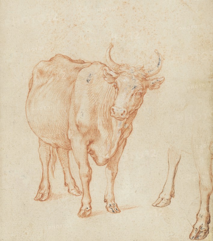 Studies of a cow,  c.1603. Creator: Abraham Bloemaert.