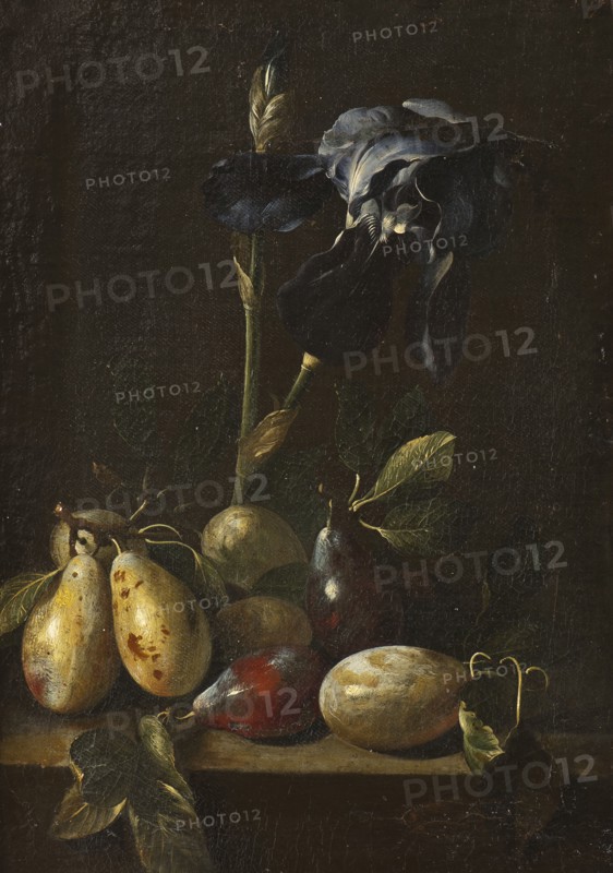 Still Life with an Iris and Plums. Creator: Attributed to Pietro Paolo Bonzi  (1576-1636).