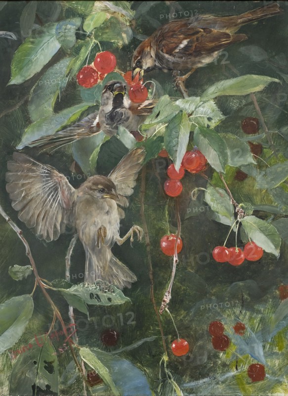 Sparrows in a Cherry Tree. Five studies in one frame, NM 2223-2227, 1885. Creator: Bruno Liljefors.