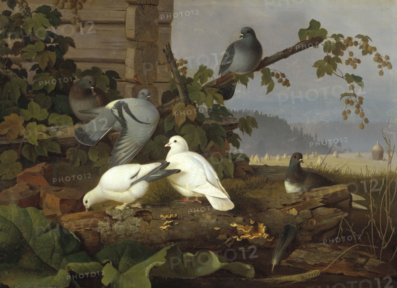 Pigeons, 19th-early 20th century. Creator: Ferdinand von Wright.